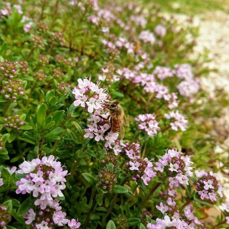 B&B Il Casone Montelupone Zewnętrze zdjęcie